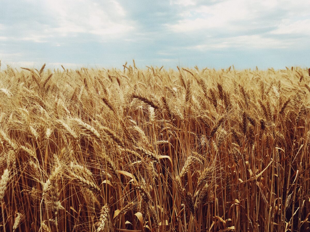 NASA: Δραματικές αλλαγές στην παγκόσμια παραγωγή σιτηρών μέχρι το 2030