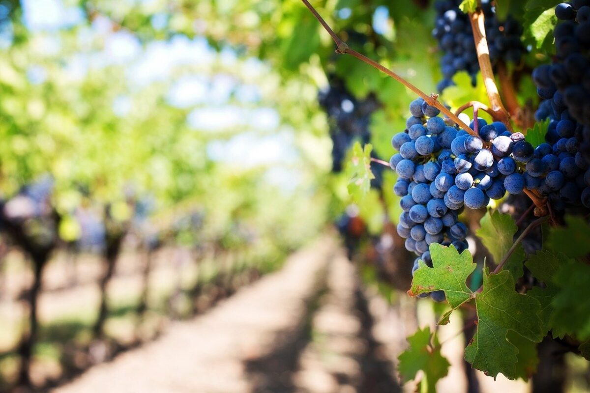ΚΕΟΣΕ: Αναγκαία η ρύθμιση της αγοράς οίνου και η επιβολή κανονισμών