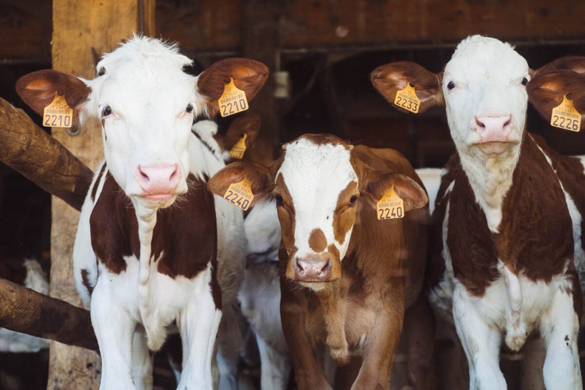 “Το αληθινό κόστος του γάλακτος”: Το σκληρό ντοκιμαντέρ του BBC για τις συνθήκες στην γαλακτοβιομηχανία