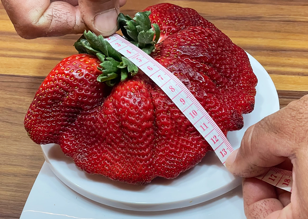 Ρεκόρ Γκίνες: Αυτή είναι η μεγαλύτερη φράουλα στον κόσμο!