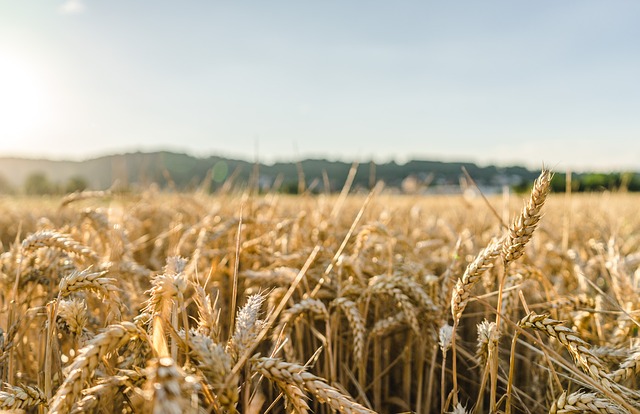 Ουγγαρία: Απαγορεύει τις εξαγωγές σιτηρών λόγω της ουκρανικής κρίσης