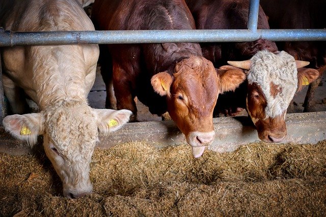 Ενισχύσεις για ζωοτροφές: Πότε θα καταβληθούν στους δικαιούχους