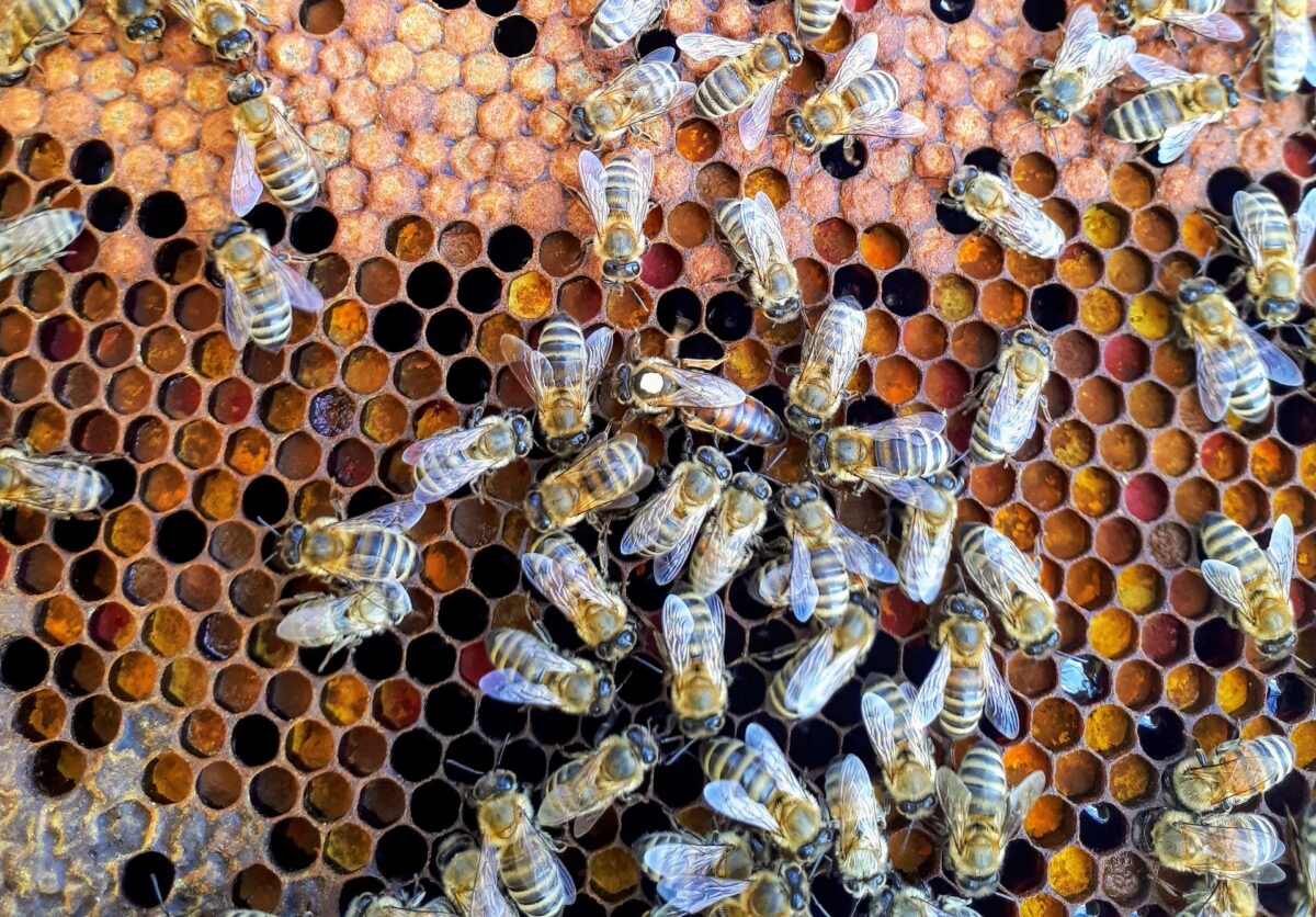 Να ενταχτεί η ζάχαρη στις επιδοτούμενες ζωοτροφές ζητούν οι μελισσοκόμοι