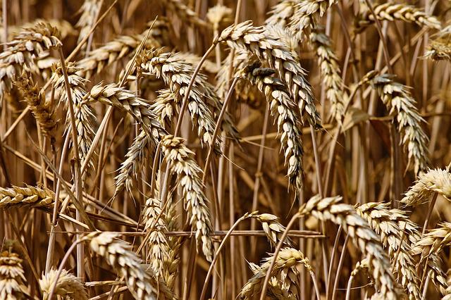 Περιορισμό των εισαγωγών σιτηρών από την Ουκρανία ζητούν γειτονικές χώρες