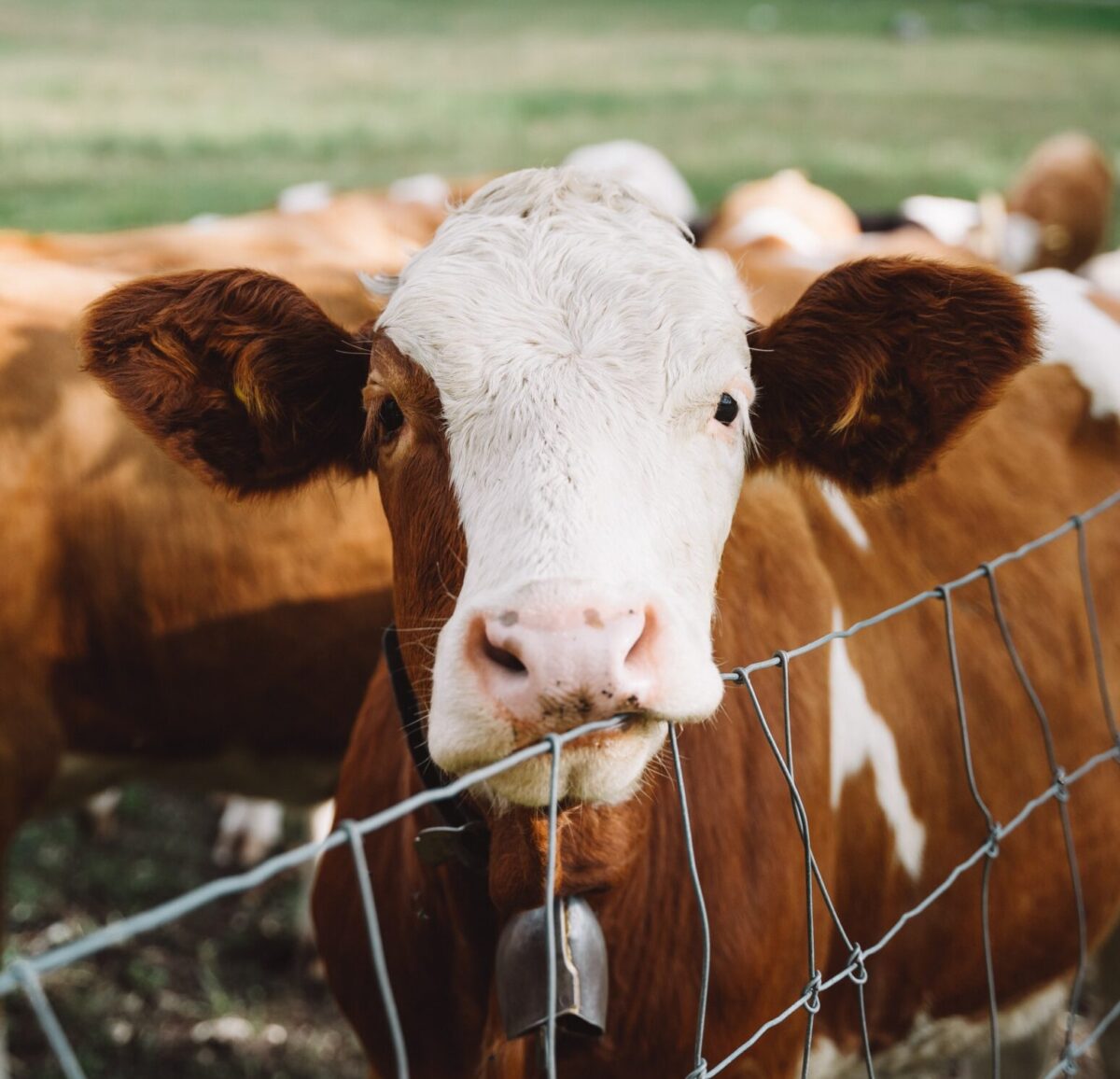 Τα vegan ντοκιμαντέρ του Netflix που πρέπει όλοι να δουν