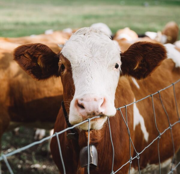 vegan ντοκιμαντέρ