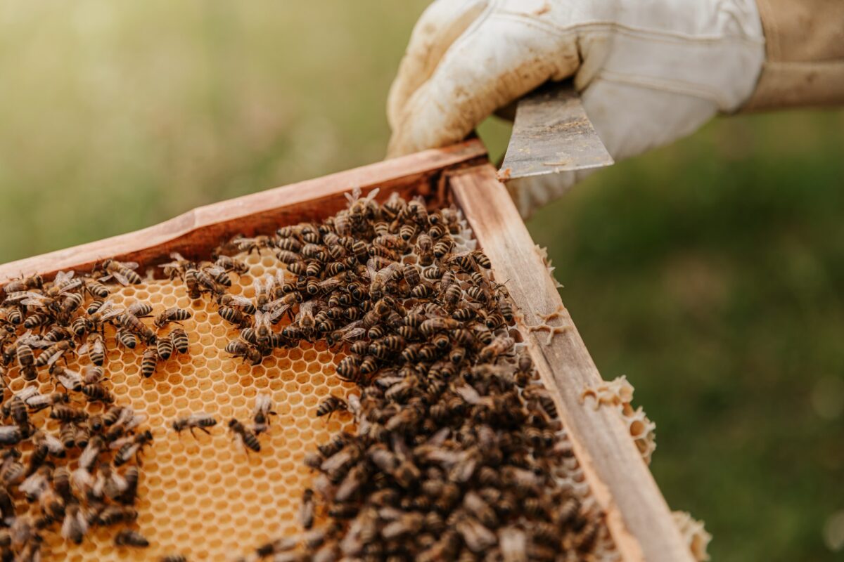 Στον Έβρο το πρώτο μελισσοκομικό πάρκο στην Ελλάδα