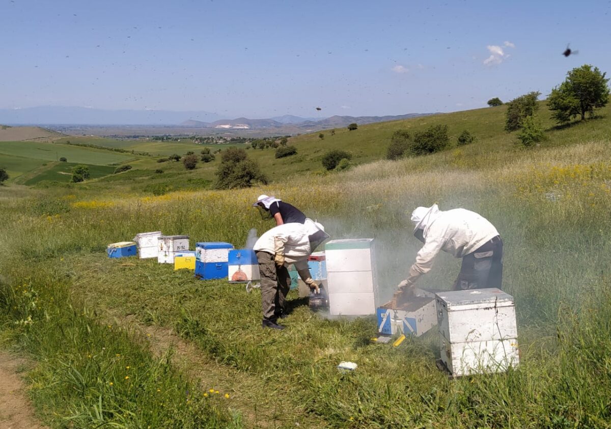 Βασιλοτροφία: Αξιοποίηση, διάσωση και βελτίωση γενετικού υλικού μελισσών στη Θεσσαλία
