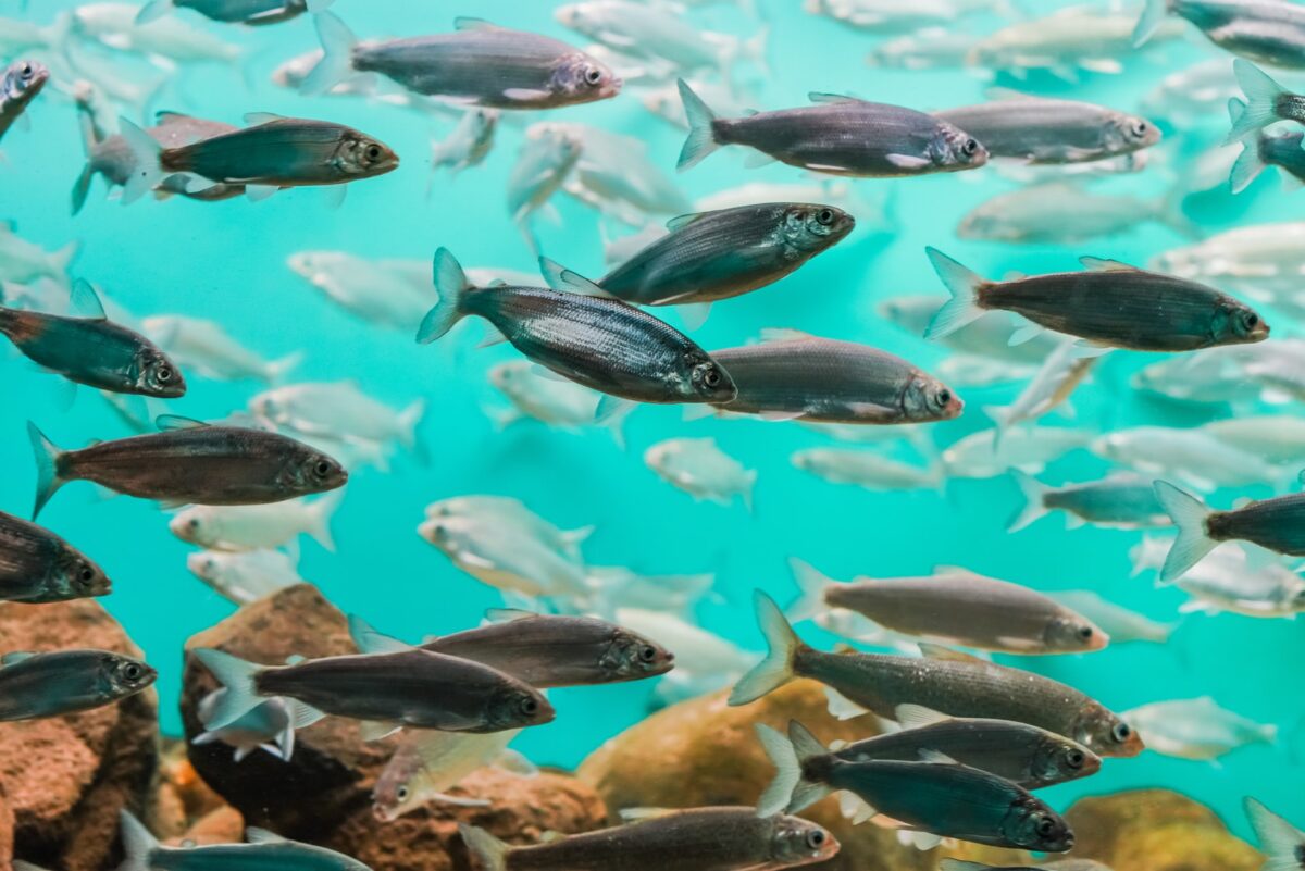 Αυτά είναι τα 4 πιο επικίνδυνα ψάρια των ελληνικών θαλασσών