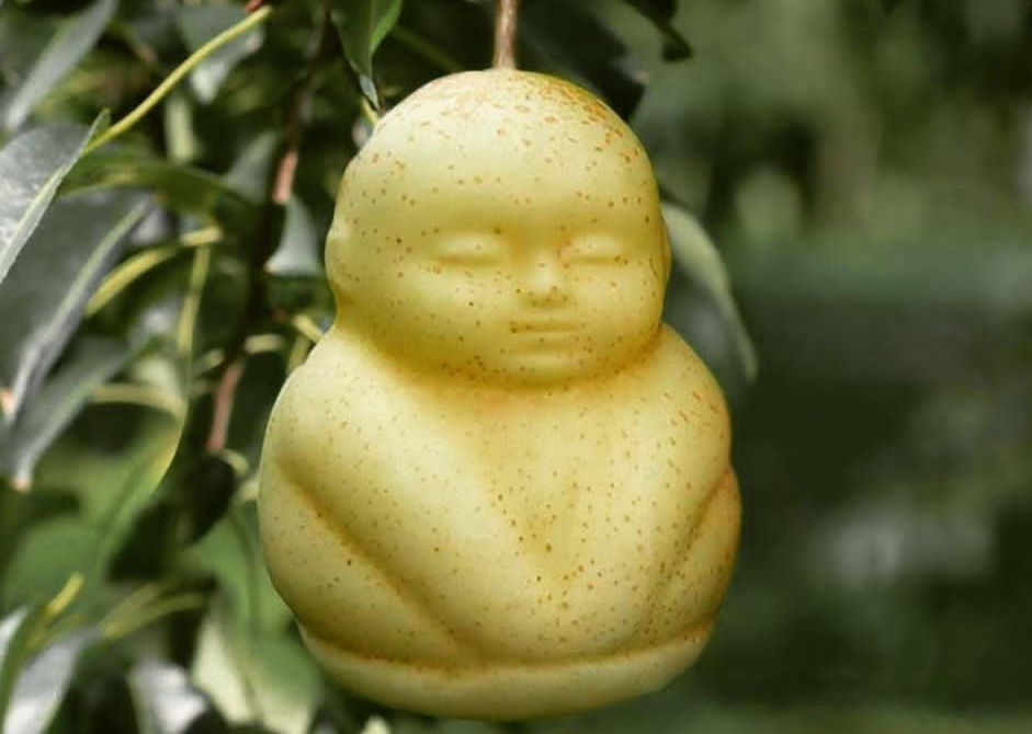 Αχλάδια σε σχήμα… Βούδα: Ένα από τα πιο ακριβά φρούτα στον κόσμο