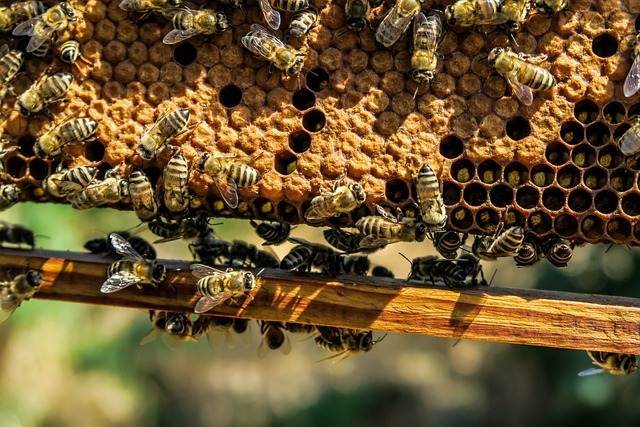 Νέο πρόγραμμα κατάρτισης στη μελισσοκομία – Συνεργασία της ΔΥΠΑ με το ΚΕΘΕΑ Ήπειρος