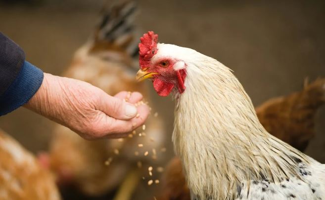 Επιλύεται το πρόβλημα αδειοδότησης των υφιστάμενων πτηνοτροφικών μονάδων – Ψηφίστηκε η τροπολογία
