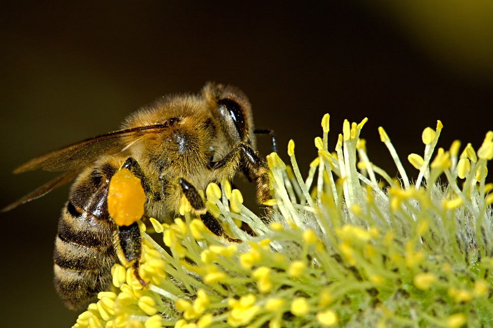 Μελισσοκομία: Ανοιχτή η πλατφόρμα για αιτήσεις οικονομικής ενίσχυσης