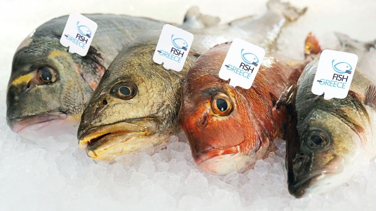 Σε ποιες χώρες «ταξιδεύει» το ελληνικό ψάρι ιχθυοκαλλιέργειας