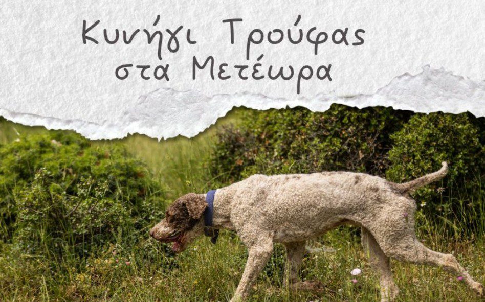 Κυνήγι Τρούφας στα Μετέωρα την Κυριακή 16 Νοεμβρίου
