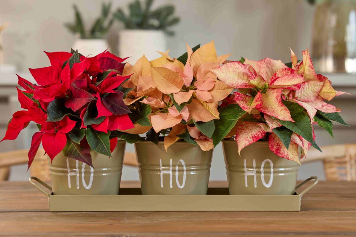 Πώς να διατηρήσετε λαμπερά τα αλεξανδρινά για έναν εντυπωσιακό στολισμό