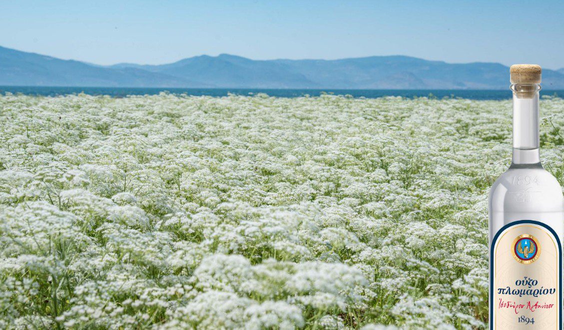 Στο Λισβόρι της Λέσβου ξεκινά μια παράδοση 130 ετών