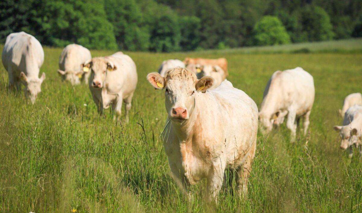 Επιβεβαιωμένο κρούσμα αφθώδους πυρετού στη Λέσβο – Σε ισχύ μέτρα από το υπ. Αγροτικής Ανάπτυξης